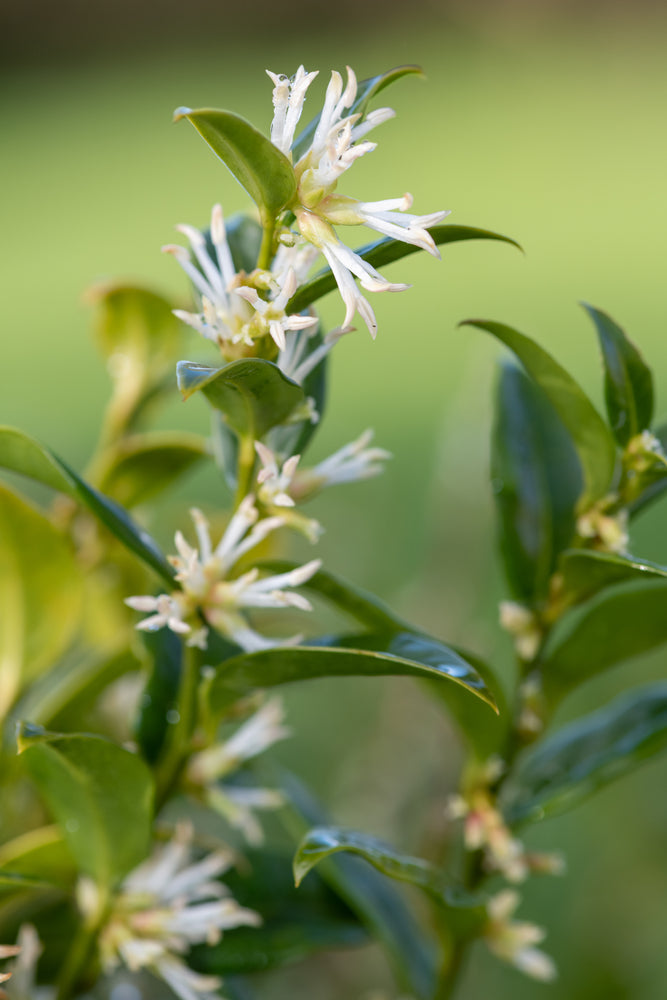 products/shutterstock_1917092531.jpg